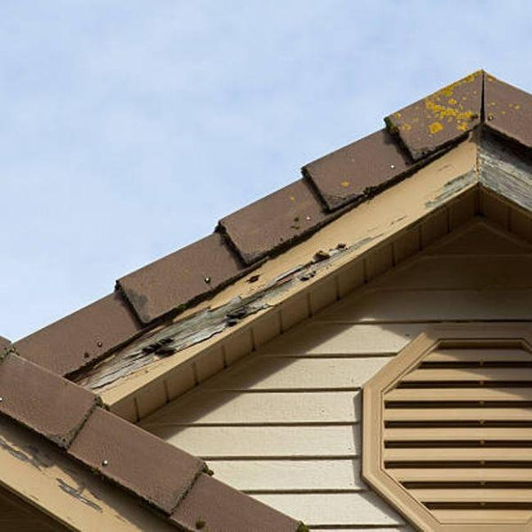 ¿Cómo eliminar y prevenir las termitas en su hogar?