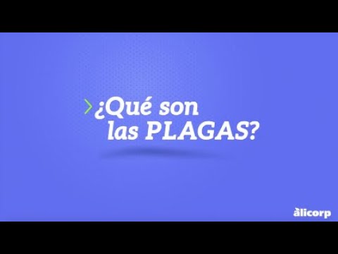 Guía práctica: qué hacer si hay plagas en un local comercial