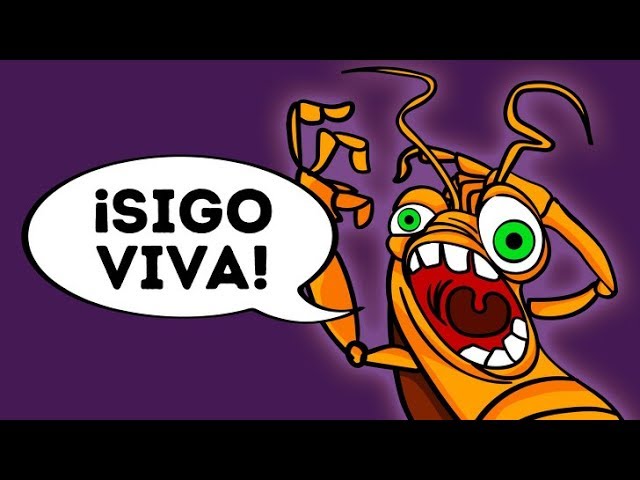 Guía práctica: por qué aparecen cucarachas en oficinas limpias