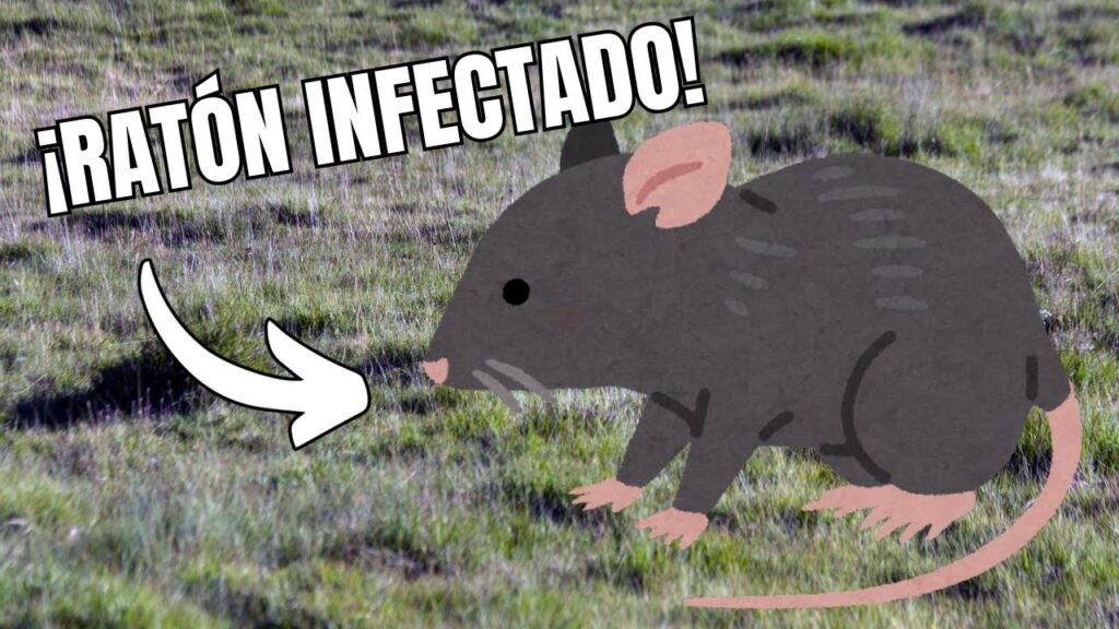 Todo lo que debes saber sobre cómo evitar enfermedades por roedores en el trabajo