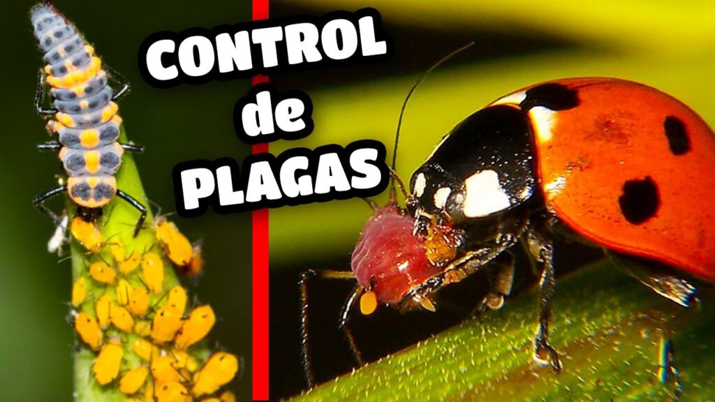 Todo lo que debes saber sobre qué es el control biológico de plagas