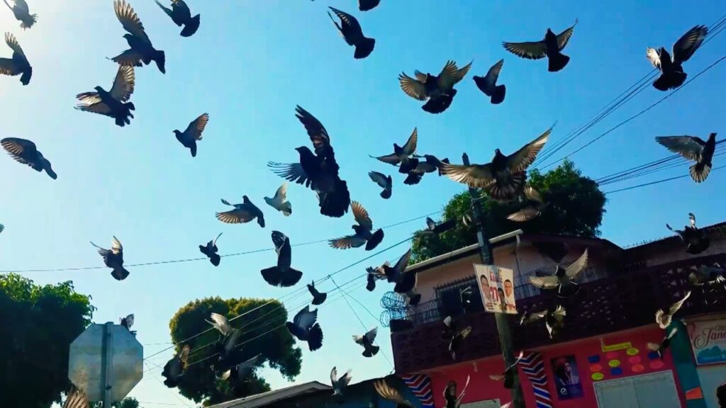 Cómo funciona control de aves urbanas en techos industriales