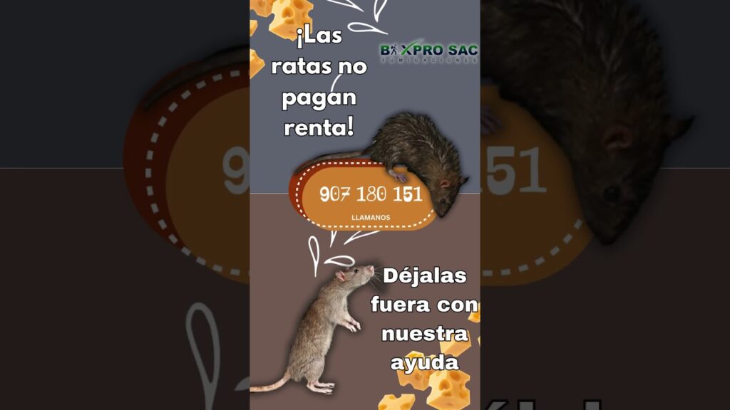 Ventajas de cómo funciona la desratización profesional