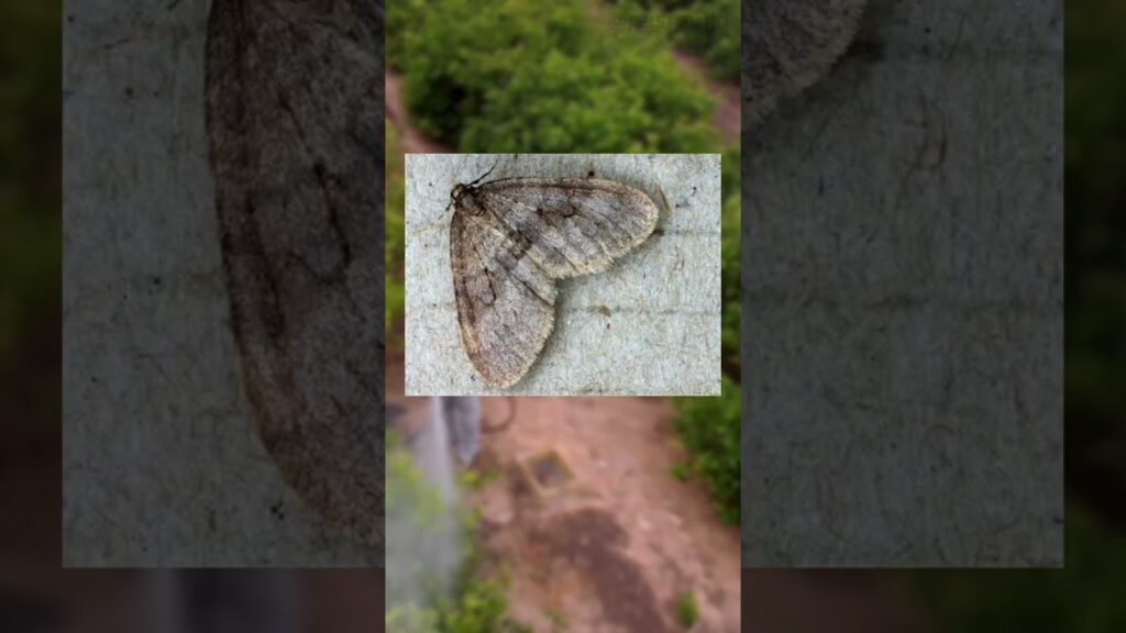 Errores comunes en cómo evitar la proliferación de insectos en almacenes