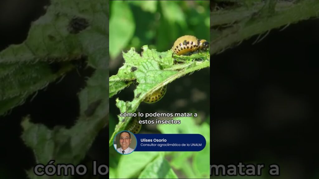 Errores comunes en ventajas del control integrado de plagas