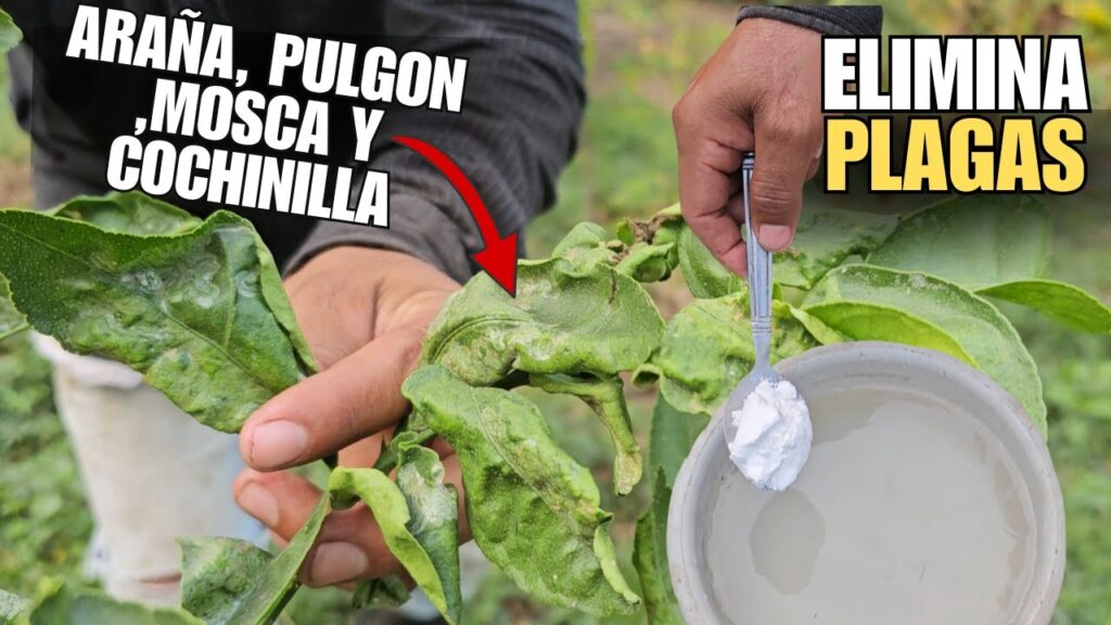 Errores comunes en métodos naturales para control de plagas
