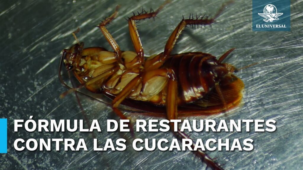 Recomendaciones para medidas para reducir presencia de cucarachas